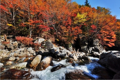 단풍이 아름다운 저희 지리산 피아골 사진입니다.!!